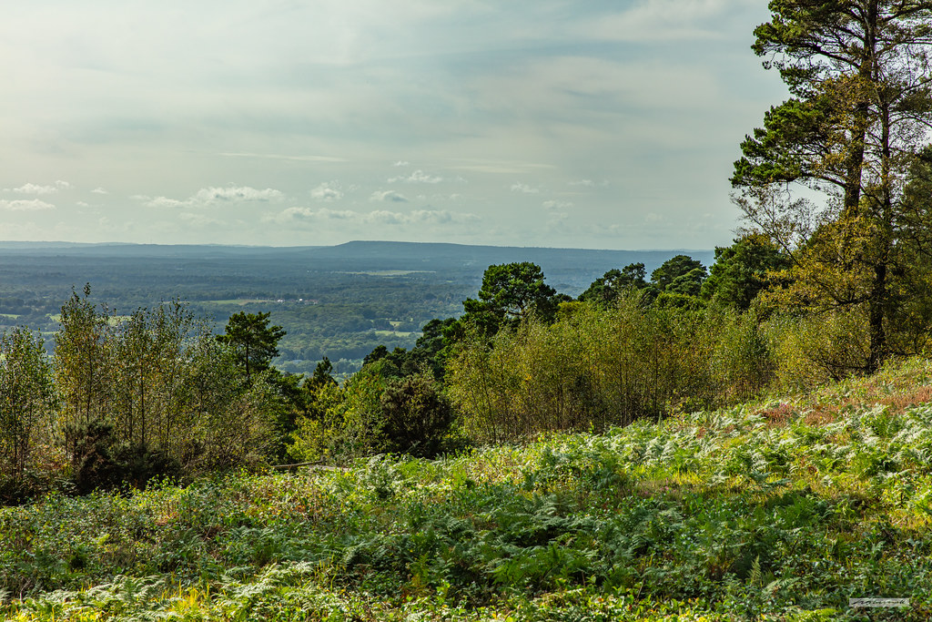 Looking west from Leith Hill to Black Down, highest point … | Flickr