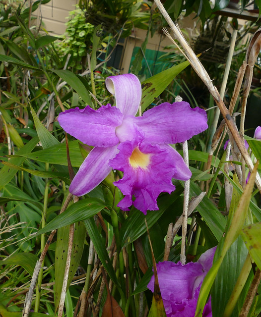 Sobralia Songbird hybrid orchid 8-23