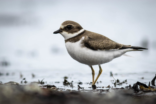 Semipalmated plover - pluvier semipalmé