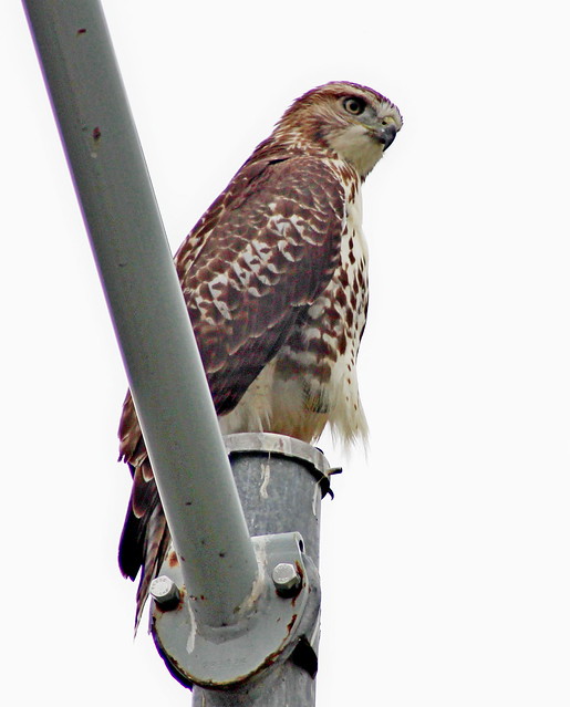 Hawk sighting.