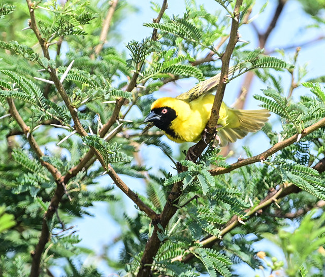 Southern Masked Weaver Flying away