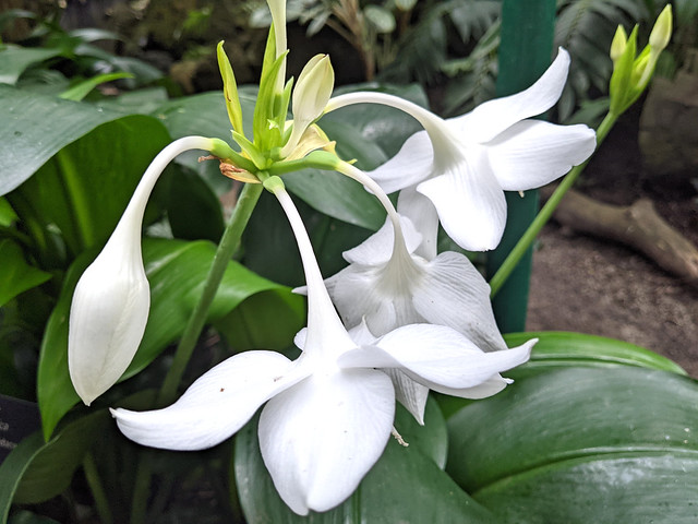 Amazon lily (Eucharis amazonica)