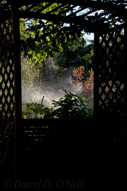 A Late-summer's Morning in the Garden 4