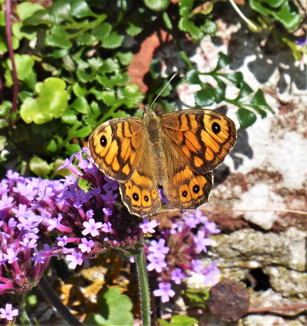 Wall Brown Butterfly, Herstmonceux, East Sussex