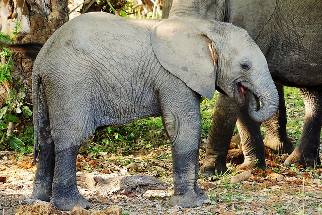 Elephant Youngster Beside Its Mother  (Loxodonta africana)