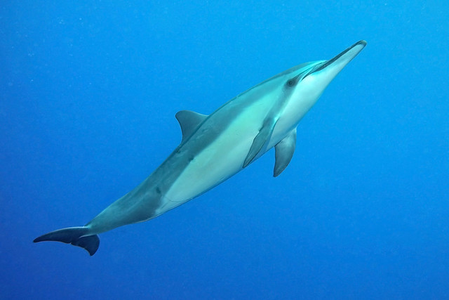 dolphin life