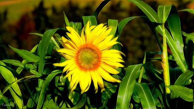 12563 - Sunflower