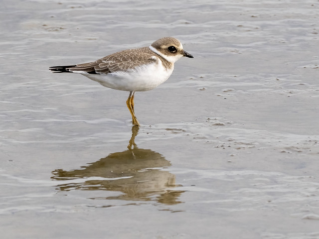 Bontbekplevier-Common Ringed Plover (Charadrius hiaticula)