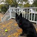 Good morning and Happy Fall from Studio Dog and me! #happyfall #autumn #fall #ohio #midwest #midwestlife #midwestfall #gsd #dog #blackdog #blackdogsofinstagram #dogsofinstagram #gsdlove #gsdlife #ohiofallfoliage #emilywiser www.emilywiser.com
