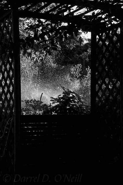 A Late-summer's Morning in the Garden 4 (b&w version)