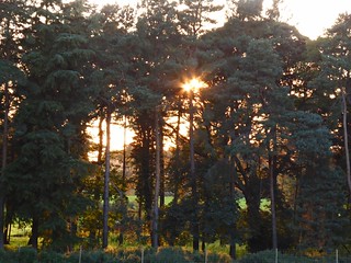 Harewood House: sun setting through trees