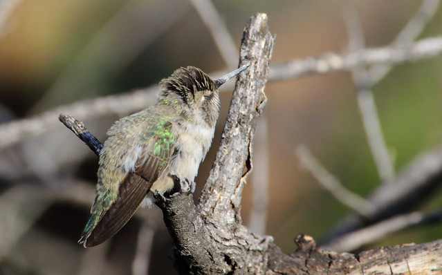 Break time -- Costa's Hummingbird, Female (Calypte anna); Catalina, AZ [Lou Feltz]