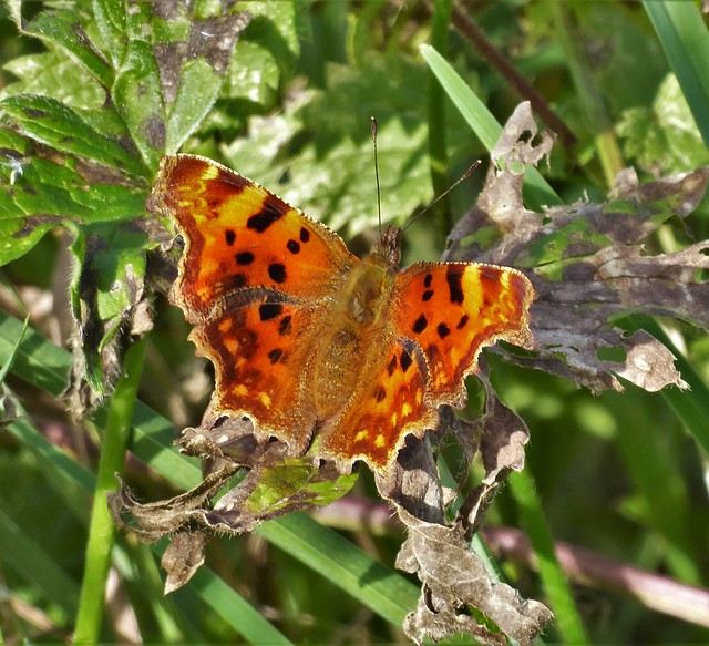 Comma Butterfly, Houghton House, Ampthill, Bedfordshire