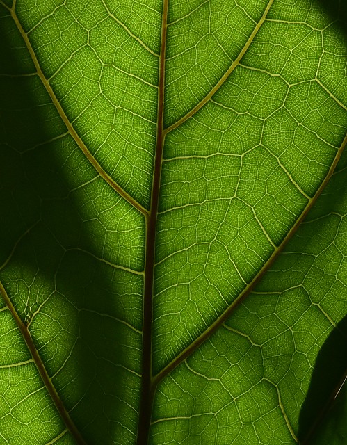 Blatt der Geigen-Feige (Ficus lyrata); Floraland, Embüren (50)