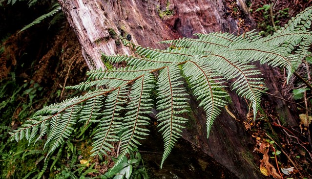 NZ milford sound key summit trail fern n dead wood