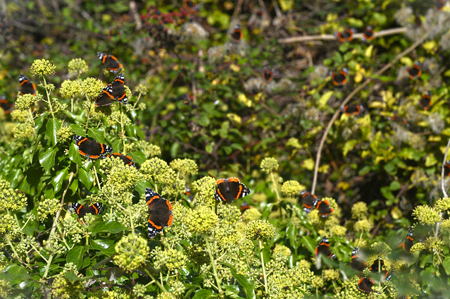 Red Admiral (Vanessa atalanta) swarm - a second stack made of 2 images