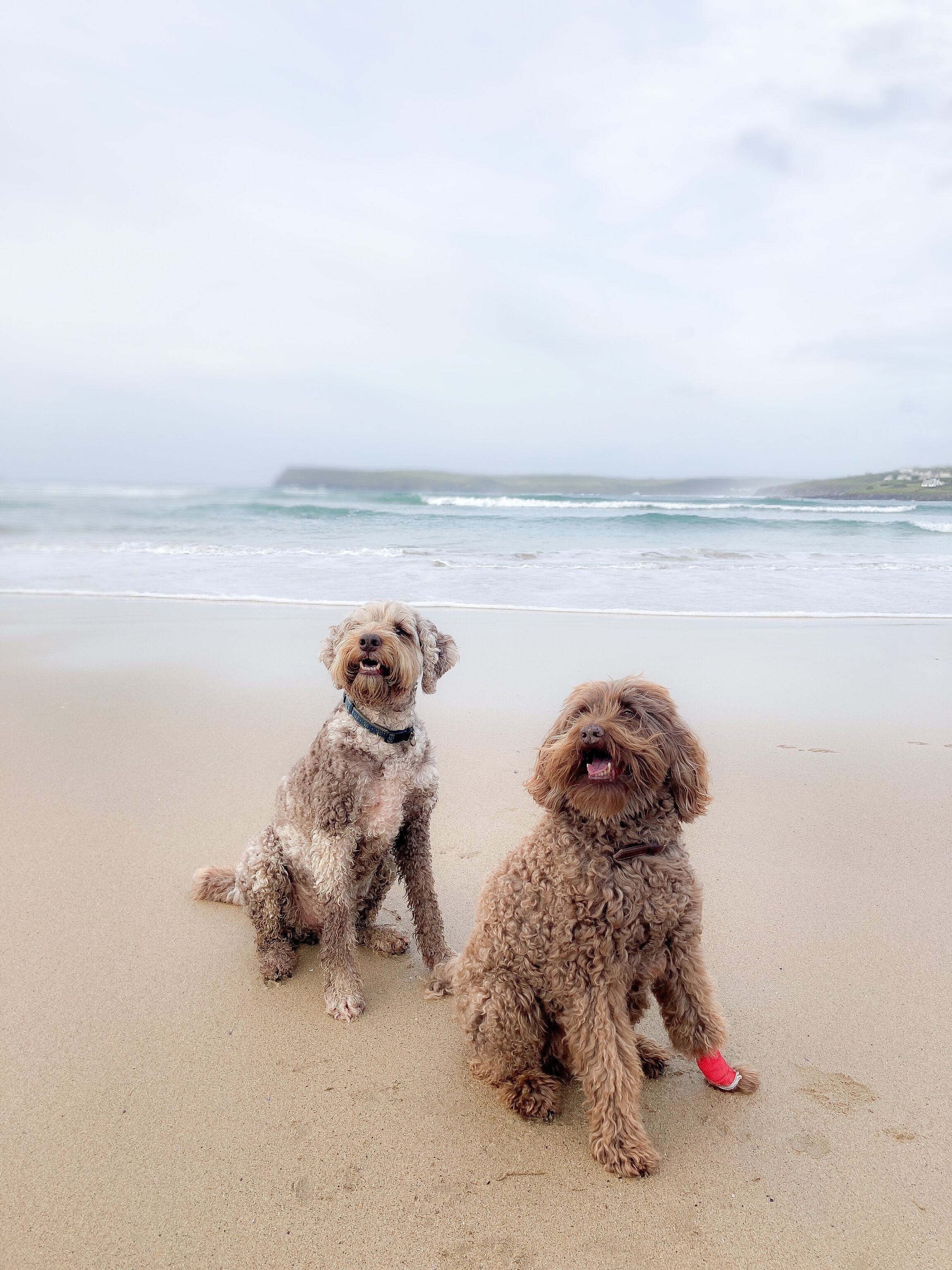 Dogs on the beach walk