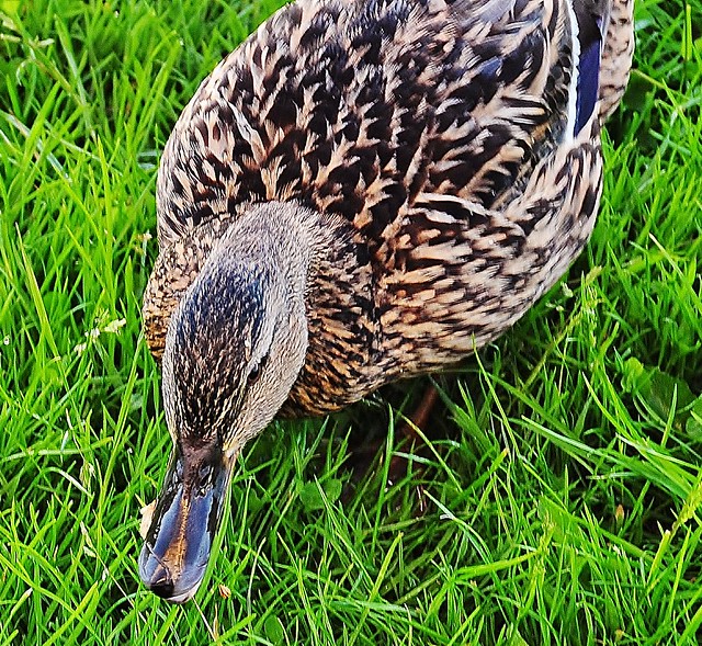 Female Duck