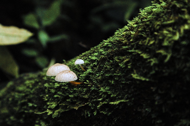 champignon blanc-1