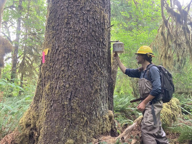 2023-FS-OLY-Crew member assisting with Aquatic Riparian Effectiveness Monitoring Program 002. USDA Forest Service photo.