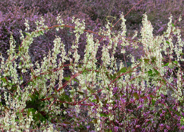Glistening bindweed seeds at the heathland