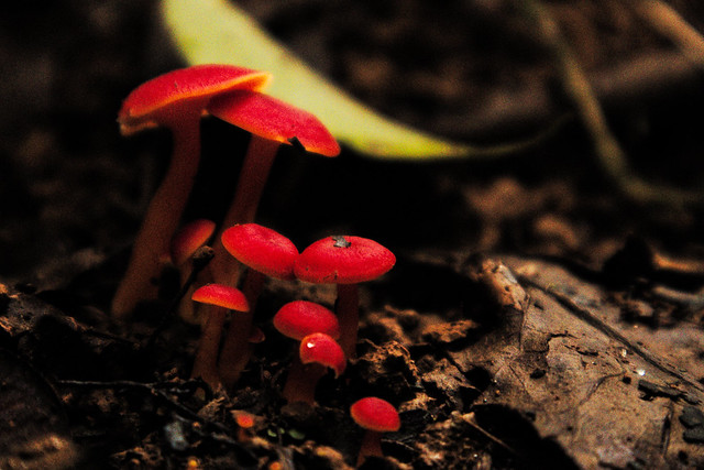 champignon rouge-1