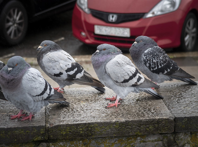 Pigeons on Plymouth Hoe, Devon, UK