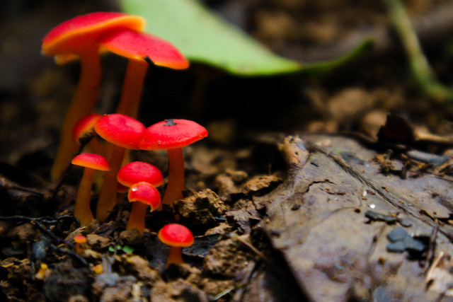 champignon rouge