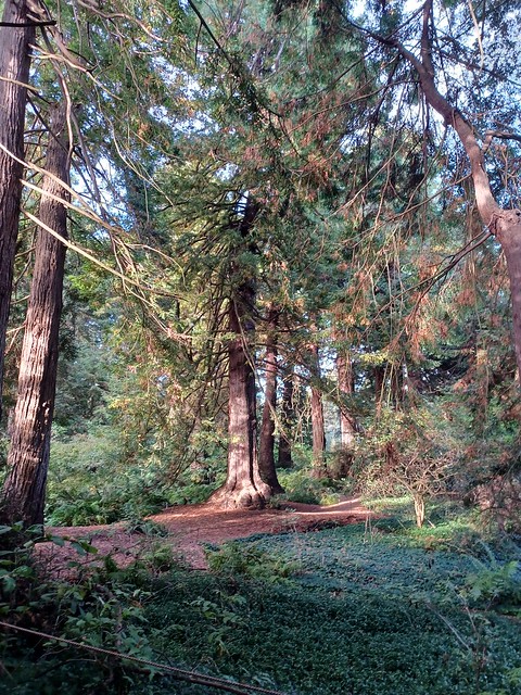 'Redwood Trail'