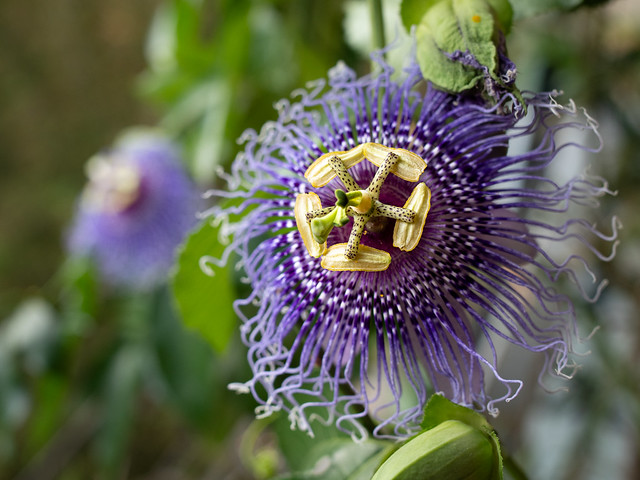 Passion flower on the terrace