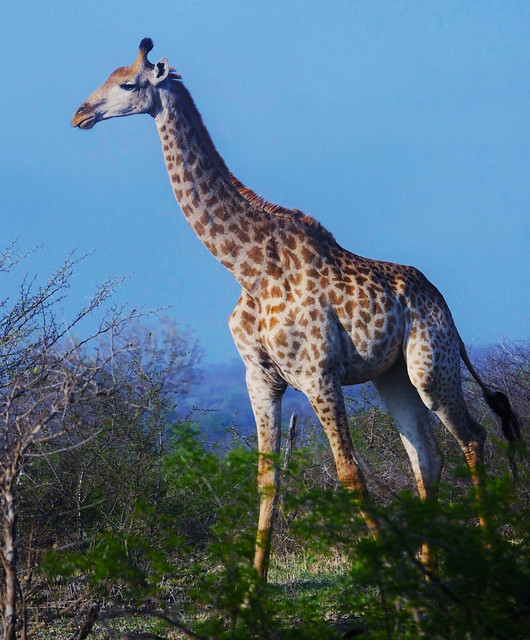 Female South African Giraffe  (Giraffa camelopardalis giraffa )
