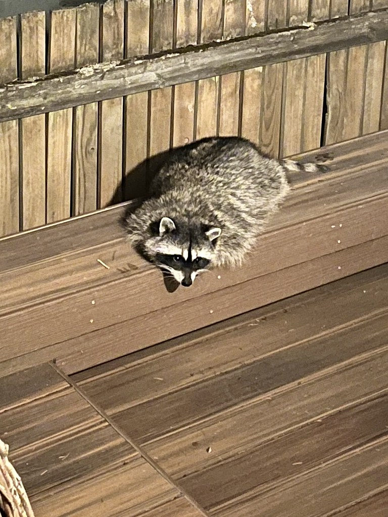 Drippy’s Evening Rest | Drippy the raccoon rests on a bench.… | Flickr