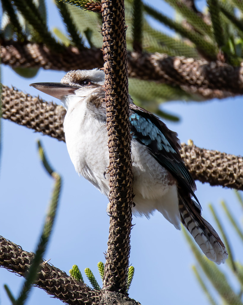 Laughing Kookaburra in a pine tree