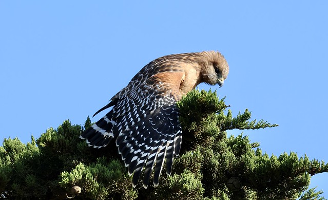 Red-shouldered Hawk, Lock-Pardon Park, Marina, California 09-27-23