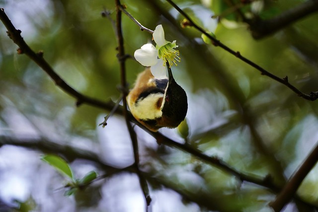 Eastern Spinebill in the Quince