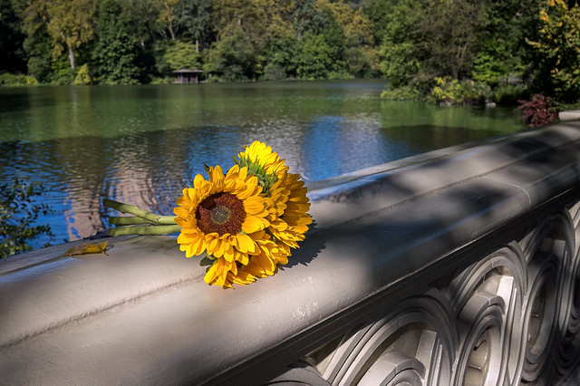 A bouquet of sunflowers catching the sunlight on Bow Bridge in Central Park, Manhattan.