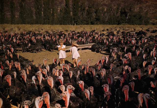 Kingdom Animalia 001 - Turkey Farm in Idaho - 1940s