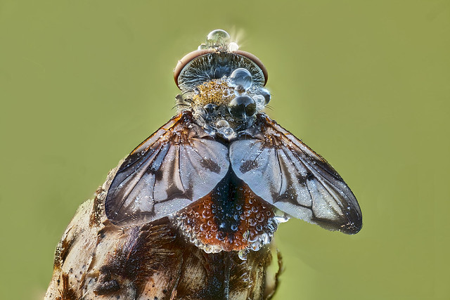 Breitflügelige Raupenfliege (Ectophasia crassipennis)