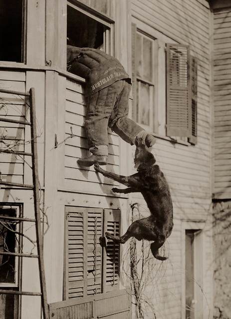 Kingdom Animalia 002 - Dog training - 1919