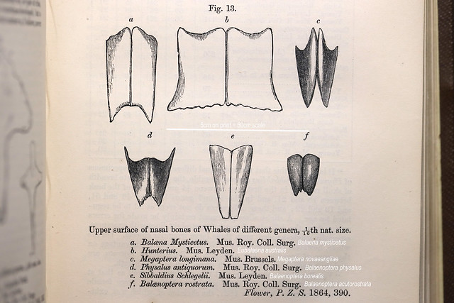 World whale nasal bones