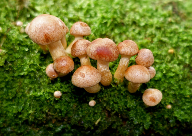 Fungi safari 28sep2023