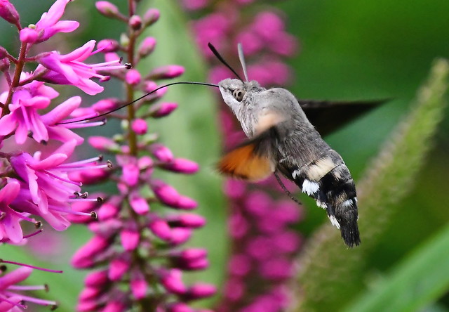 Hummingbird Hawk Moth.