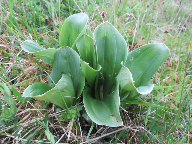Common twayblade (Listera ovata), Cobbinshaw Moss SSSI