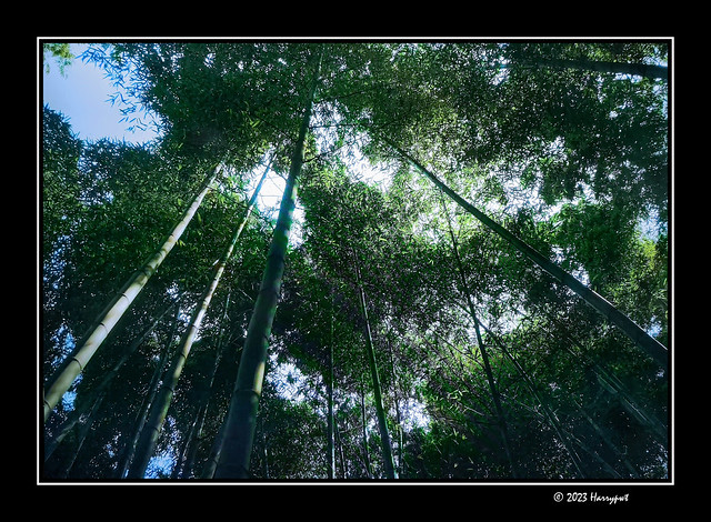 light bamboo forest