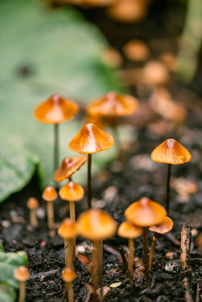 Small Beautiful But Toxic Mushrooms