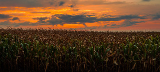 Sunrise over the Corn