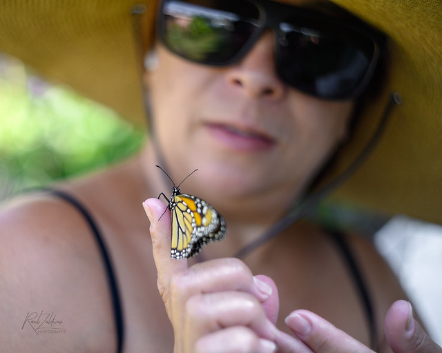 A Farewell to a Monarch: A Heartwarming Moment of Releasing a Butterfly
