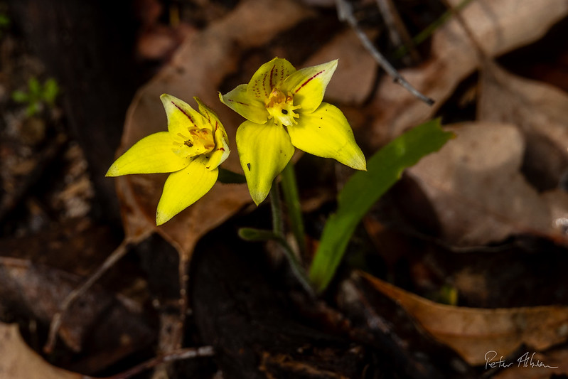 Yellow Cowslip Orchid (Caladenia Flava)