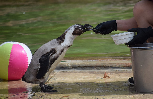 To Feed a Molting Penguin