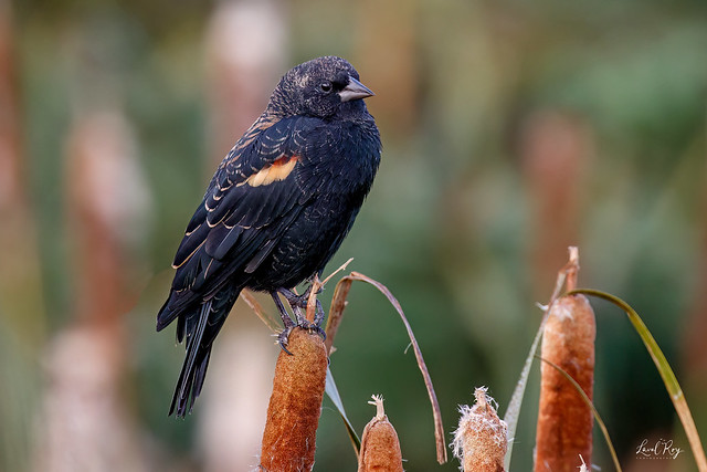 1.30150 Carouge à épaulettes (femelle) / Agelaius phoeniceus phoeniceus / Red-winged Blackbird